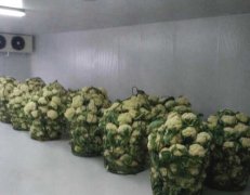 瑞安市錢順瓜菜合作社花菜保鮮氣調冷庫安裝